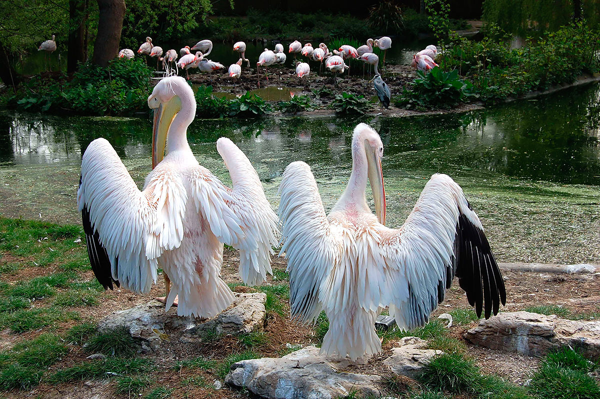 Пеликаны в Лондонском музее